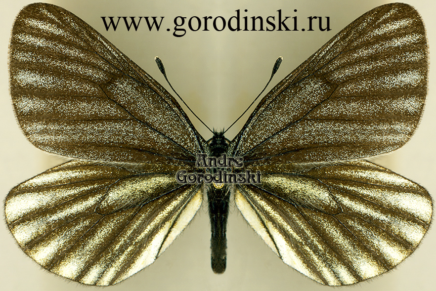 http://www.gorodinski.ru/pieridae/Aporia lhamo.jpg
